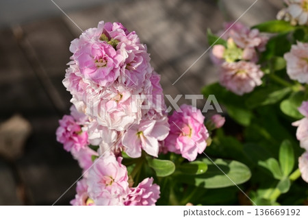 紫羅蘭屬（十字花科）植物的粉紅色花朵 136669192