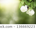 Bumblebee collecting pollen on delicate white spring flowers 136669223