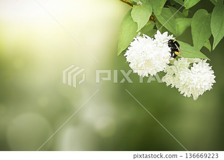 Bumblebee collecting pollen on delicate white spring flowers Bumblebee collecting pollen on delicate white spring flowers 136669223