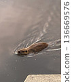 Swimming nutria 136669576