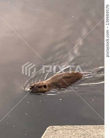 Swimming nutria 136669576