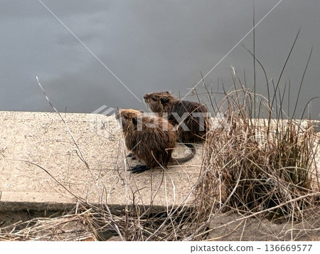 Nutria brothers 136669577