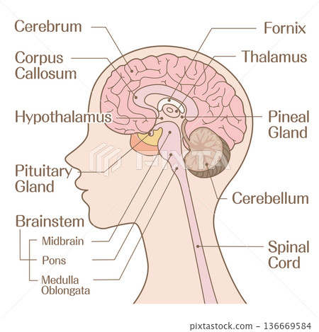 Brain structure anatomy (cerebrum, brainstem, cerebellum) color Brain structure anatomy (cerebrum, brainstem, cerebellum) color 136669584