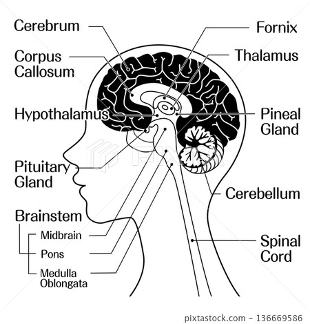 Brain structure anatomical diagram (cerebrum, brainstem, cerebellum) monochrome Brain structure anatomical diagram (cerebrum, brainstem, cerebellum) monochrome 136669586
