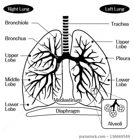 Lung structure anatomical diagram (trachea, bronchi, alveoli) monochrome 136669589