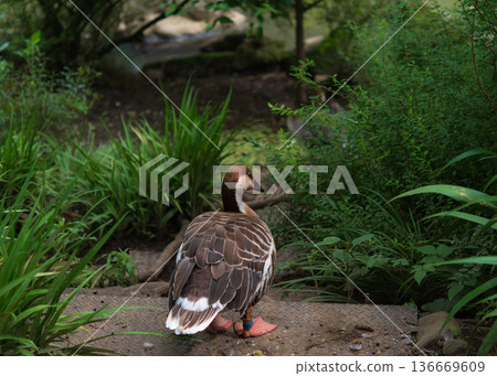 A spot-billed duck standing alone in the shade of a tree 136669609