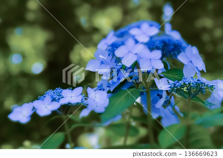 藍色繡球花 藍色繡球花 136669623