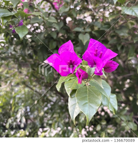 鮮豔的紫色三角梅花朵與翠綠的葉子形成鮮明對比，營造出美麗的熱帶氛圍。 136670089