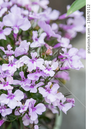 紫菀花，一種在春日花園中盛開的可愛紫色花朵 136670112