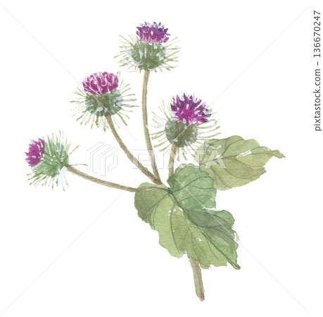 Watercolor burdock flower Watercolor burdock flower 136670247