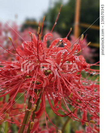 Raindrops dripping from red spider lilies Raindrops dripping from red spider lilies 136670343