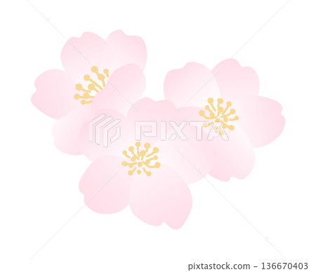 盛開的櫻花插圖 136670403