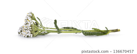 Yarrow plant with white flowers on white background Yarrow plant with white flowers on white background 136670457