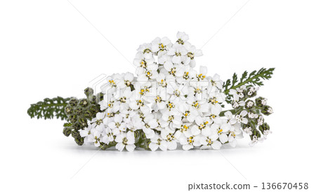 Yarrow plant with white flowers on white background 136670458