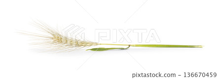 Barley grain spike with green stem creating cereal food Barley grain spike with green stem creating cereal food 136670459