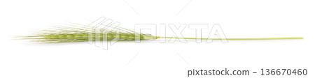 Single green wheat ear with stem isolated on white background 136670460
