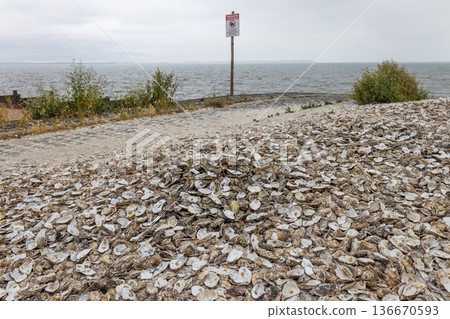 Pile of oyster shells on a coastal shoreline 136670593