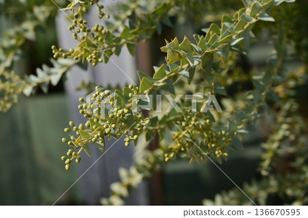 三角葉金合歡(豆科)金合歡屬開花前 三角葉金合歡(豆科)金合歡屬開花前 136670595