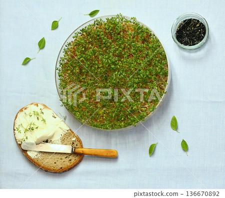Microgreens in a bowl cultivated at home for healthier eating. Microgreens in a bowl cultivated at home for healthier eating. 136670892