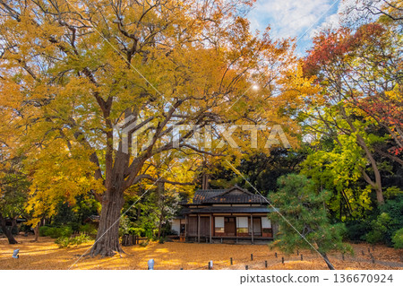 秋高氣爽的日子,東京文京區六義園。高大的金黃色銀杏樹和新泉亭。 秋高氣爽的日子,東京文京區六義園。高大的金黃色銀杏樹和新泉亭。 136670924