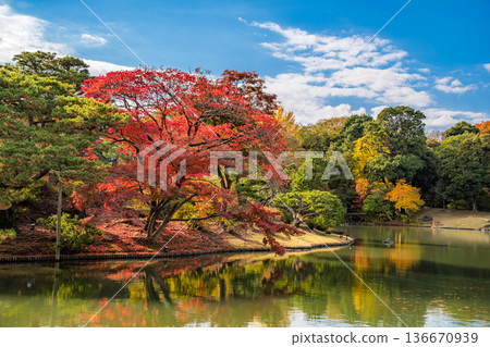 Rikugien Garden on a clear autumn day in Bunkyo Ward, Tokyo Rikugien Garden on a clear autumn day in Bunkyo Ward, Tokyo 136670939