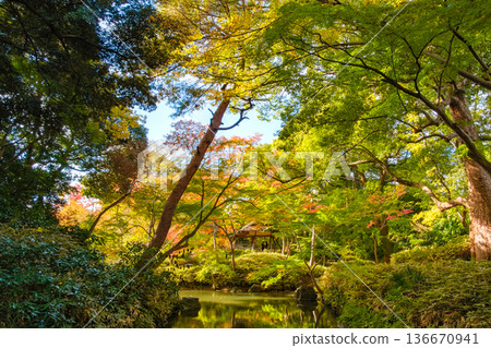 東京文京區六義園秋季杜鵑茶室 136670941