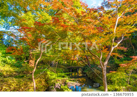 東京文京區,六義園和山陰橋被秋葉環繞。 東京文京區,六義園和山陰橋被秋葉環繞。 136670955