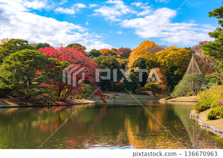 東京文京區秋日晴朗的六義園 136670963