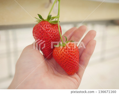 Strawberries on the palm of your hand Strawberries on the palm of your hand 136671160
