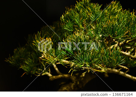 深色背景下拍攝的松葉 136671164