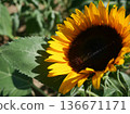 夏天的向日葵 136671171