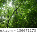 我仰望新鮮的綠色森林 136671173