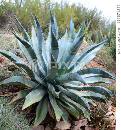 Century Plant Agave Century Plant Agave 136671223
