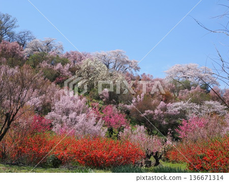 Spring scenery at Hanamiyama Park in Fukushima City | A paradise of cherry blossoms, red Japanese quince, and peach blossoms (Fukushima Flower Corridor) Spring scenery at Hanamiyama Park in Fukushima City | A paradise of cherry blossoms, red Japanese quince, and peach blossoms (Fukushima Flower Corridor) 136671314