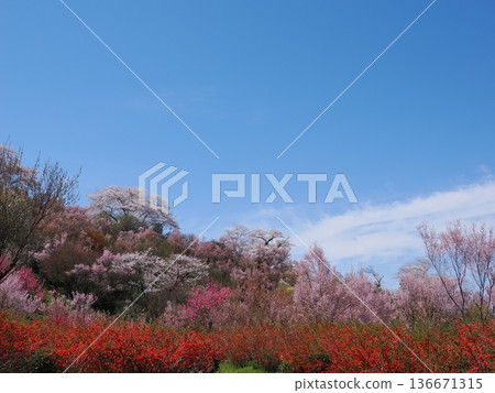 Spring scenery at Hanamiyama Park in Fukushima City | A paradise of cherry blossoms, red Japanese quince, and peach blossoms (Fukushima Flower Corridor) Spring scenery at Hanamiyama Park in Fukushima City | A paradise of cherry blossoms, red Japanese quince, and peach blossoms (Fukushima Flower Corridor) 136671315