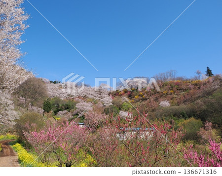 Spring scenery at Hanamiyama Park in Fukushima City | A paradise of cherry blossoms, red Japanese quince, and peach blossoms (Fukushima Flower Corridor) Spring scenery at Hanamiyama Park in Fukushima City | A paradise of cherry blossoms, red Japanese quince, and peach blossoms (Fukushima Flower Corridor) 136671316