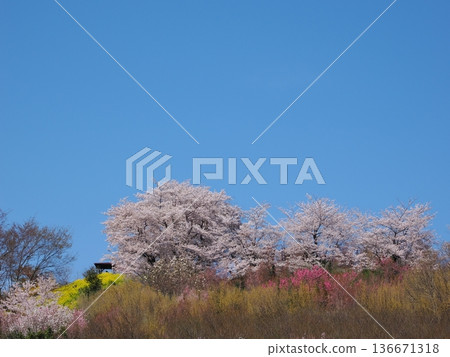 福島市花見山公園的春日美景 | 櫻花、紅木瓜和桃花交相輝映的天堂（福島花廊） 136671318
