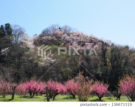 福島市花見山公園的春日美景 | 櫻花、紅木瓜和桃花交相輝映的天堂（福島花廊） 136671319