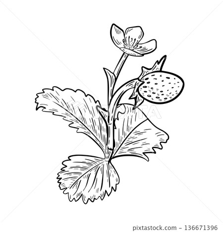 Ripe strawberry plant outline vector illustration isolated. Fruit and flower woodland strawberry black white drawing. Botanical graphic drawing fresh berry for design packaging and garden projects. Ripe strawberry plant outline vector illustration isolated. Fruit and flower woodland strawberry black white drawing. Botanical graphic drawing fresh berry for design packaging and garden projects. 136671396