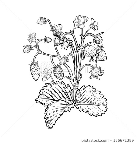 Strawberry bush with berries, flowers and leaves black white vector illustration. Line art fresh ripe red berries plant for recipe book or summer design. Botanical graphic sketch of wild strawberry. 136671399