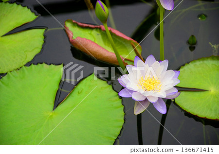 Vividly blooming pale purple tropical water lilies Vividly blooming pale purple tropical water lilies 136671415