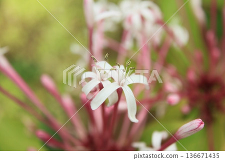 一種熱帶花卉,其特徵是具有長長的粉紅色雄蕊。 一種熱帶花卉,其特徵是具有長長的粉紅色雄蕊。 136671435