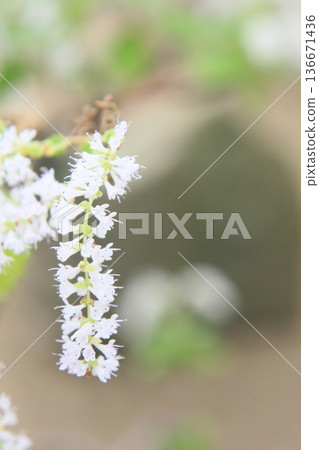特寫鏡頭:成穗盛開的小白花 特寫鏡頭:成穗盛開的小白花 136671436