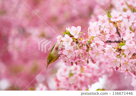 白眼物質 136671446