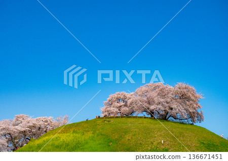 Cherry blossoms and blue sky Cherry blossoms and blue sky 136671451
