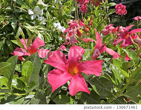 Tropical and subtropical flowering vines Mandevilla (lat.- mandevilla splendens) 136671461