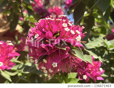 Ornamental shrub or Bougainvillea (Latin -Dwarf Bougainvillea) Ornamental shrub or Bougainvillea (Latin -Dwarf Bougainvillea) 136671463