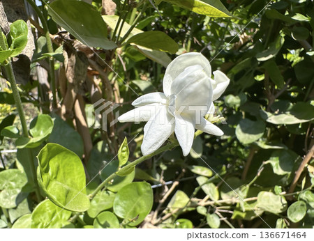 Arabian Jasmine flower (Jasminum sambac) Arabian Jasmine flower (Jasminum sambac) 136671464