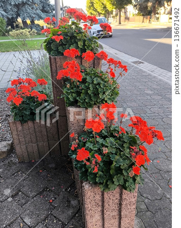 Bright red geraniums (pelargoniums) in a multi-level flowerbed. Bright red geraniums (pelargoniums) in a multi-level flowerbed. 136671492