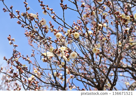 White plum blossoms beginning to bloom 136671521